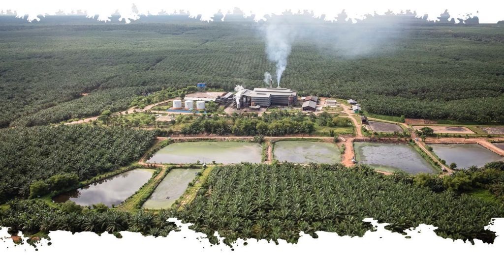 palm oil ngo indonesia