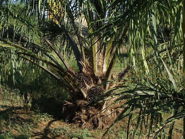 Read more about the article Government Must Evaluate Biodiesel Program and Performance of the Oil Palm Plantation Fund Management Agency