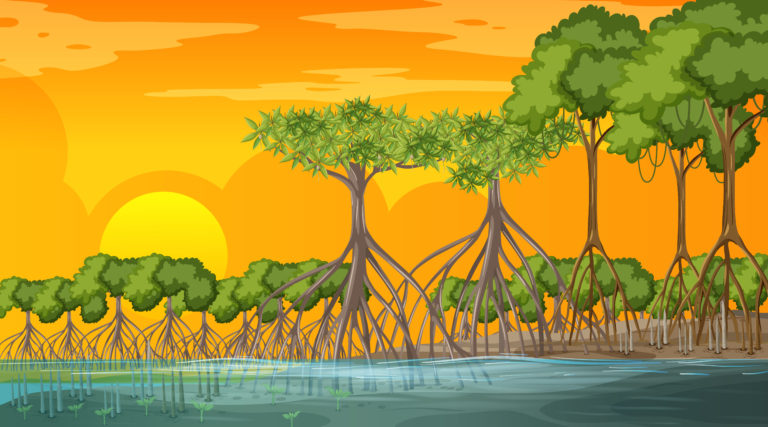Read more about the article If you cut down a (mangrove) tree, you must replace with ten seedlings