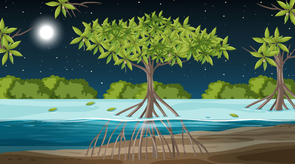Read more about the article Kawasan Konservasi Mangrove di Langkat jadi Kebun Sawit, Ada Permainan Mafia Tanah?